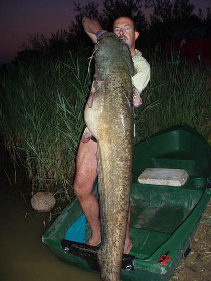 Wels, 172cm, 33kg, gefangen von Ralf Parthaune im Juli 2006