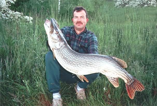 Hecht, 110cm, 11kg, gefangen von Ralf Parthaune im Mai 2001