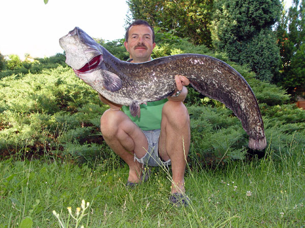 Wels, 112 cm, 8.4 kg, gefangen von Ralf Parthaune am 2.7.2008